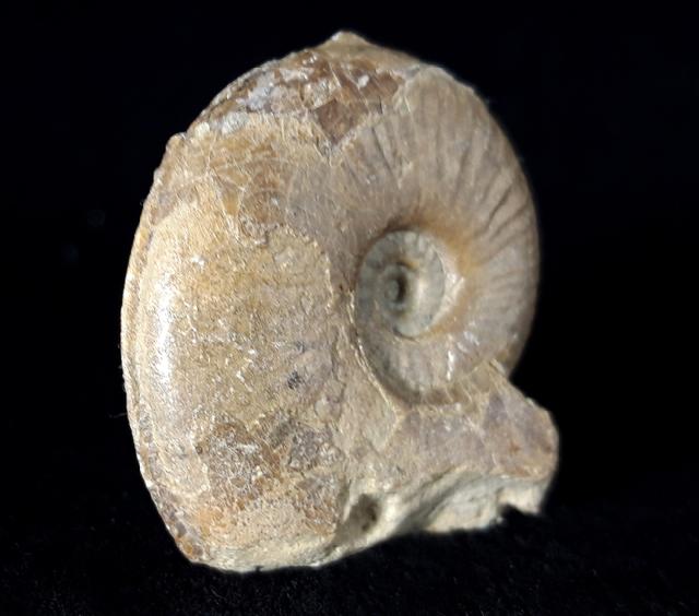 Sonninia cf. propinquana (BAYLE 1878) - Bild © FossNet FossilienStore